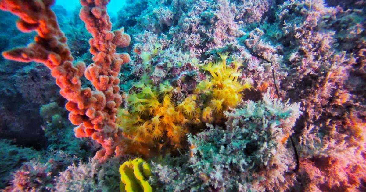 Anche Molfetta ha la sua "barriera corallina": �Colorata oasi in fondo al mare�